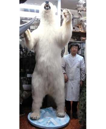 白熊（北極熊）特大 | 動物 | 剥製の製作・直売・レンタル・修理なら