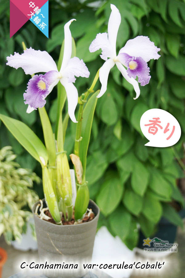 初夏咲きブルーカトレア】C.Canhamiana coerulea'Cobalt' カトレア