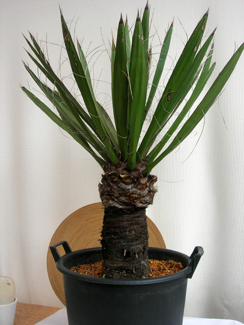 レア物です！ユッカ・カルネロサーナ観葉植物の種類が豊富 通販・販売
