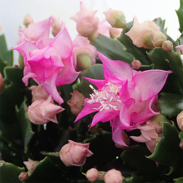 バラ咲デンマークカクタス7号Flowershopマルハナ