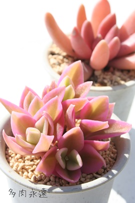 花蔓草錦はなづるそうにしき,アプテニア属,花蔓草錦はなづるそうにしき