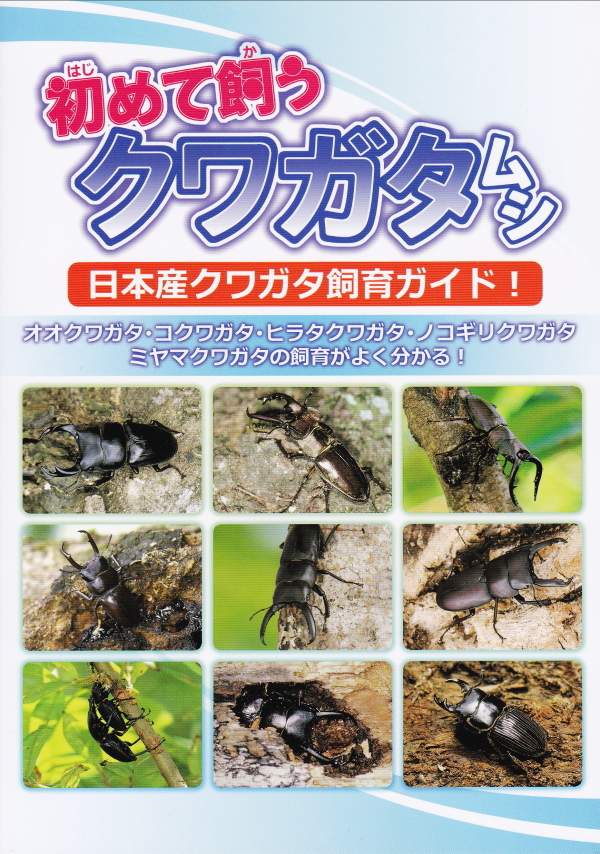 国産クワガタ ノコギリクワガタ,ミヤマクワガタ,ヒラタクワガタ