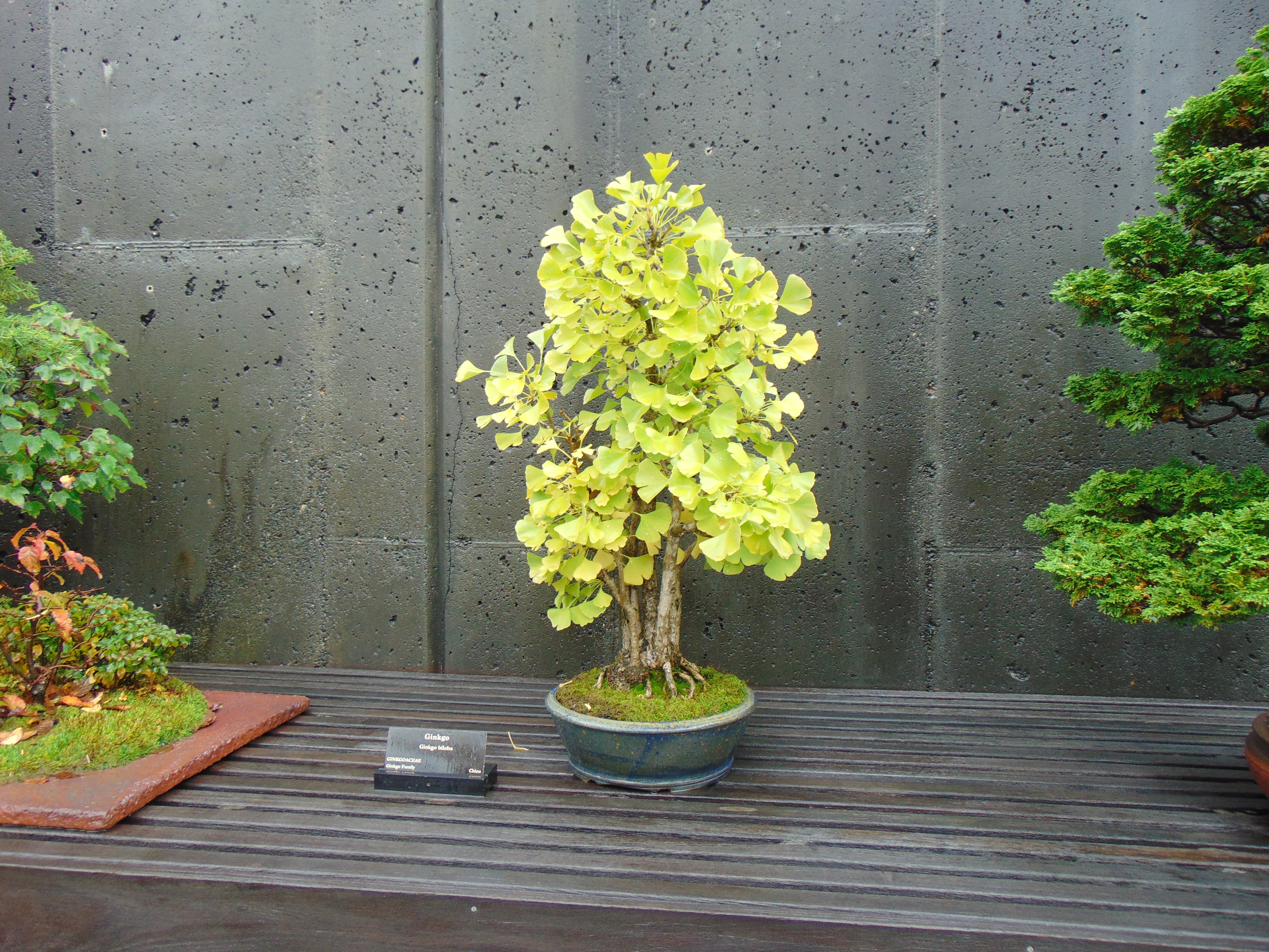 Ginkgo 10 Seeds Ginkgo biloba – R&B Floridaseeds