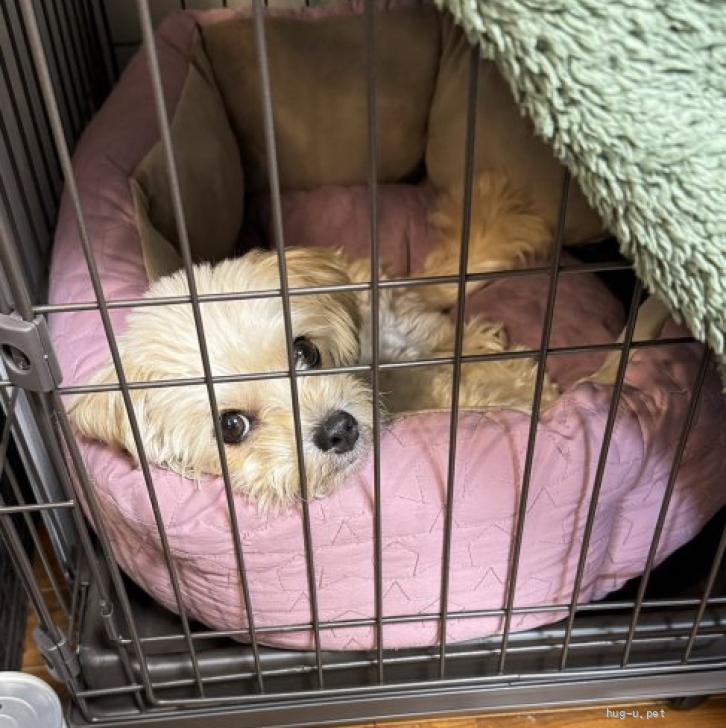 犬の里親募集】東京都・ヨーキー×チワワMIX・ハグ（ID:2403-00020