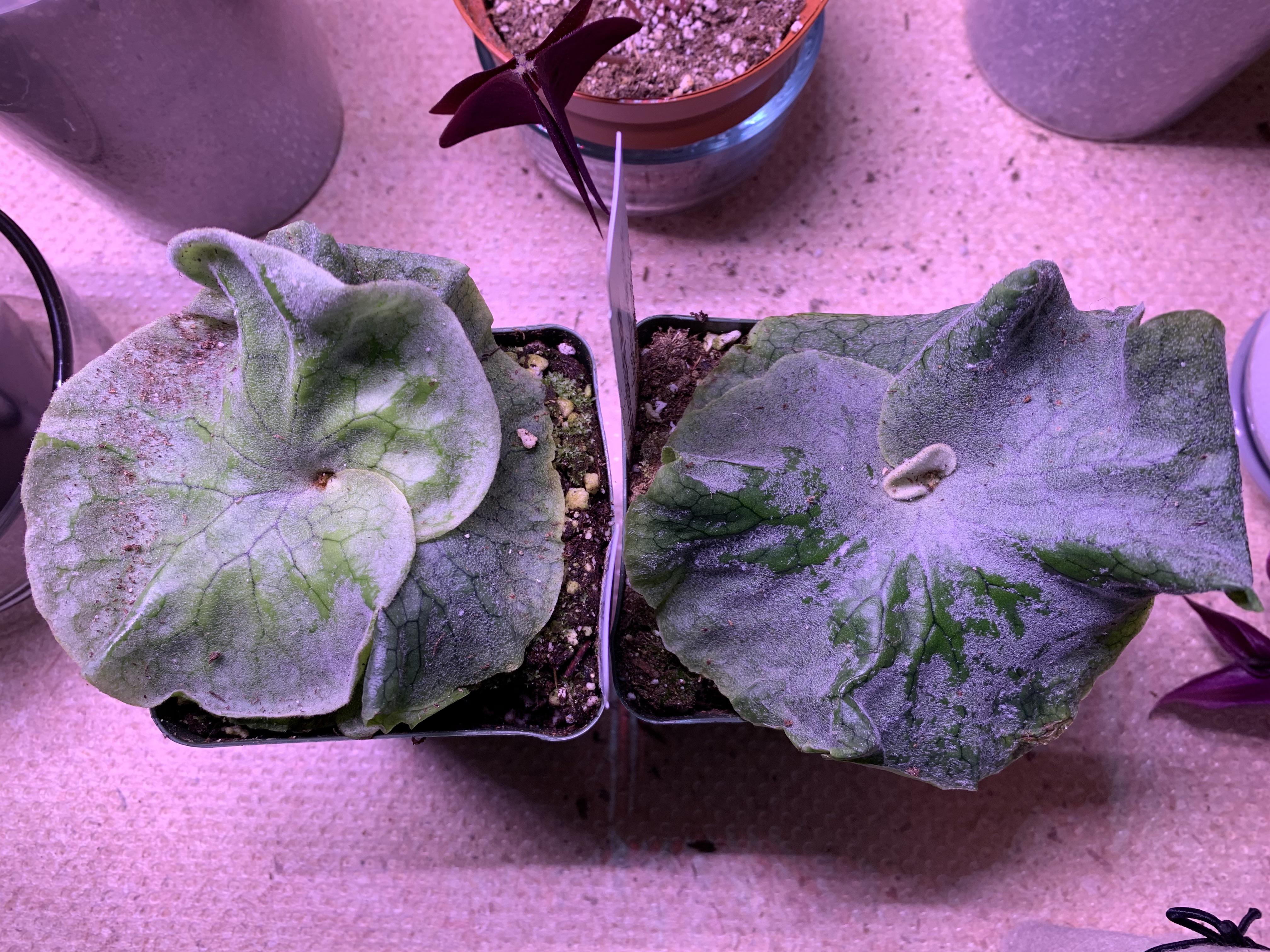 Dwarf Platycerium Superbum (aka Bambi or Cabbage Staghorn) : r