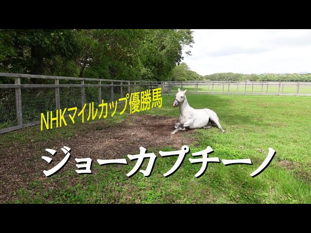 NHKマイルカップ優勝馬 ジョーカプチーノ Jo Cappuccino - YouTube
