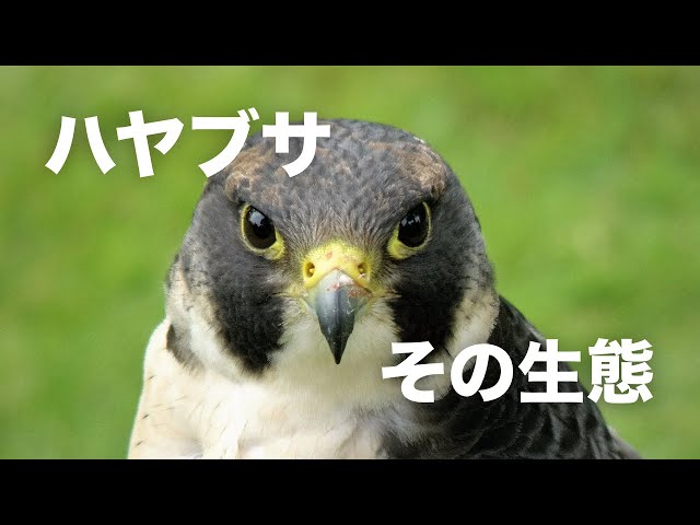 Would you like to learn about the ecology of peregrine falcons