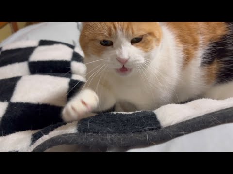 三毛猫】どのポジションで寝ようかちょっと迷うミケ（2026年2月12日