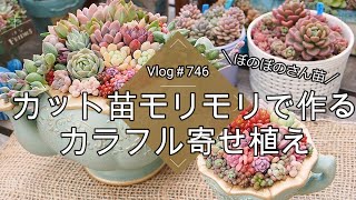 Vlog 746] [Succulents] Colorful planting using cut seedlings