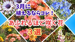 Gardening] New arrivals at gardening stores! If you're planning on