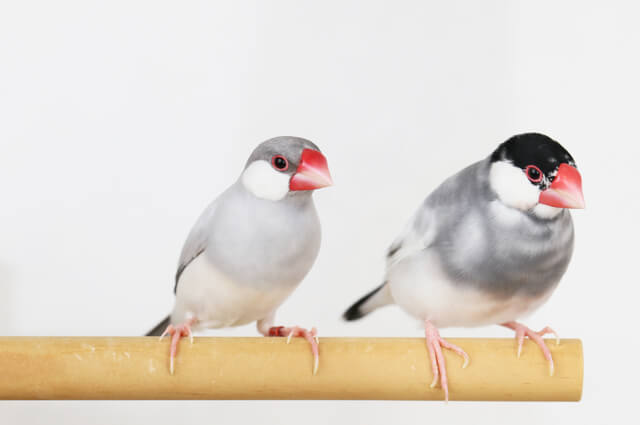 獣医師監修】文鳥を飼うデメリットを紹介！後悔する前に知っておきたい