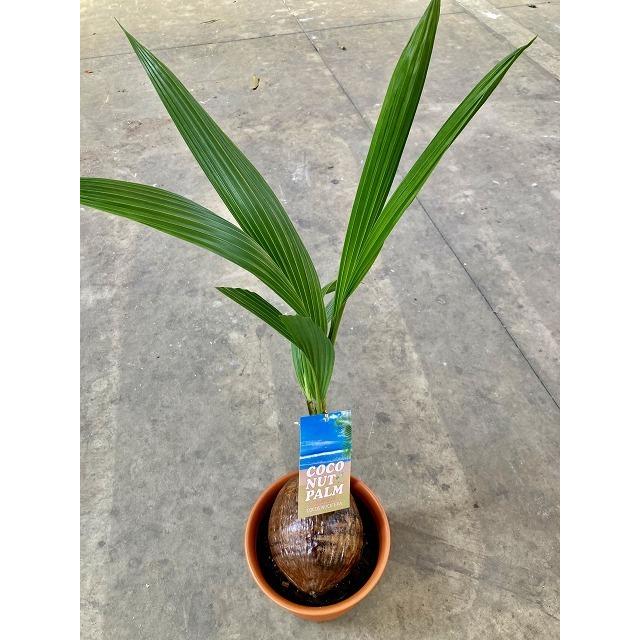 ココヤシ 7号 ヤシの木 観葉植物 ヤシの実 ヤシノミ 送料無料 ココナツ