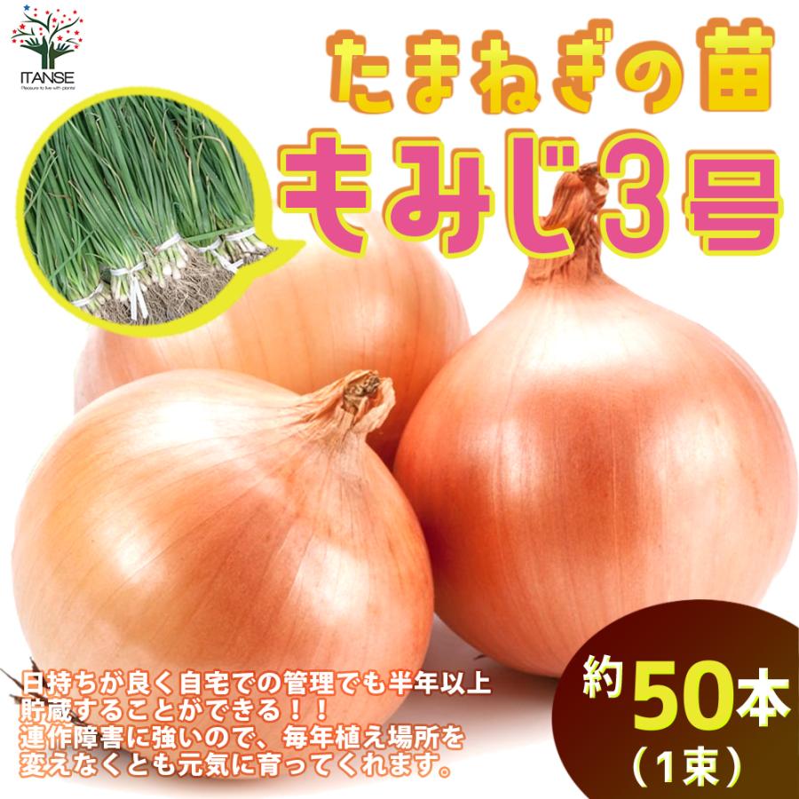 ITANSE 玉ねぎ抜き苗 品種：もみじ3号(晩生) 野菜の苗 約50本 (50本×1