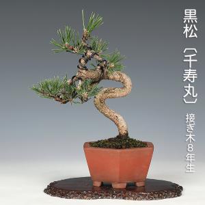盆栽 黒松 クロマツ 小品盆栽 松盆栽 : 盆栽彩都ヤフー店 - 通販