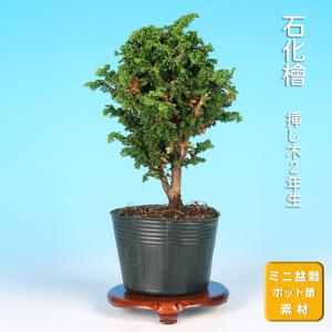 苗・盆栽苗：石化桧 *せっかひのき/セッカヒノキ : 遊恵盆栽 Yahoo!店