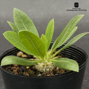 コーデックス：パキポディウム 恵比寿大黒 実生*ミニ 塊根幅1cm