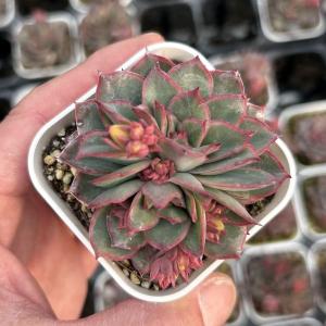 多肉植物 エケベリア 水蜜桃 7.5cmポット苗 : ハニーミント - 通販