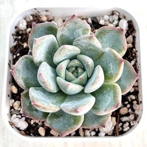 多肉植物 苗 エケベリア ハッピー 2.5号鉢 : PortobelloMarket Yahoo店