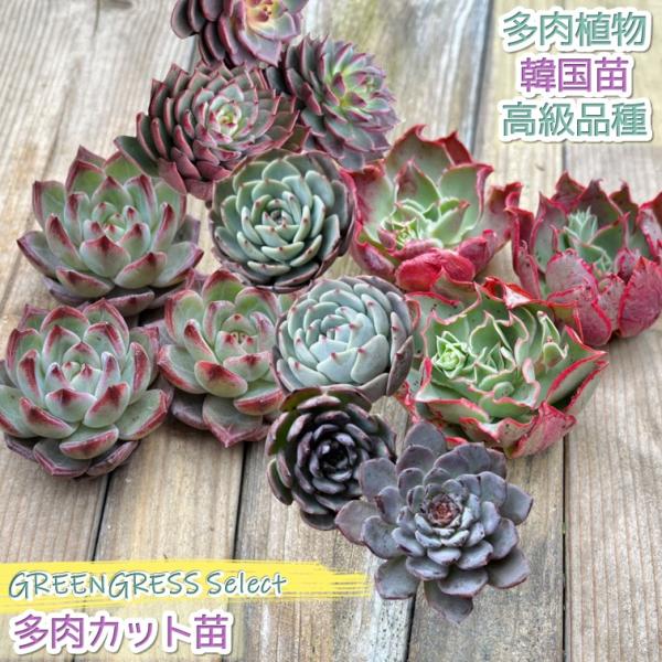 greenglass_ktaniku1