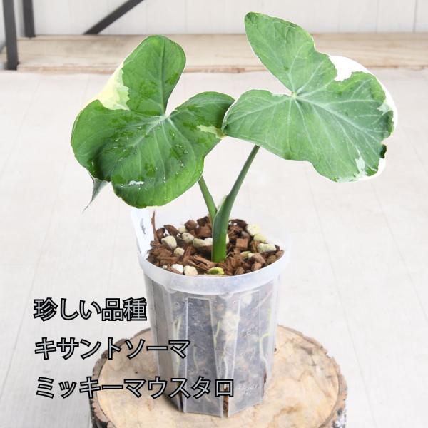 kajoen_20green09-60