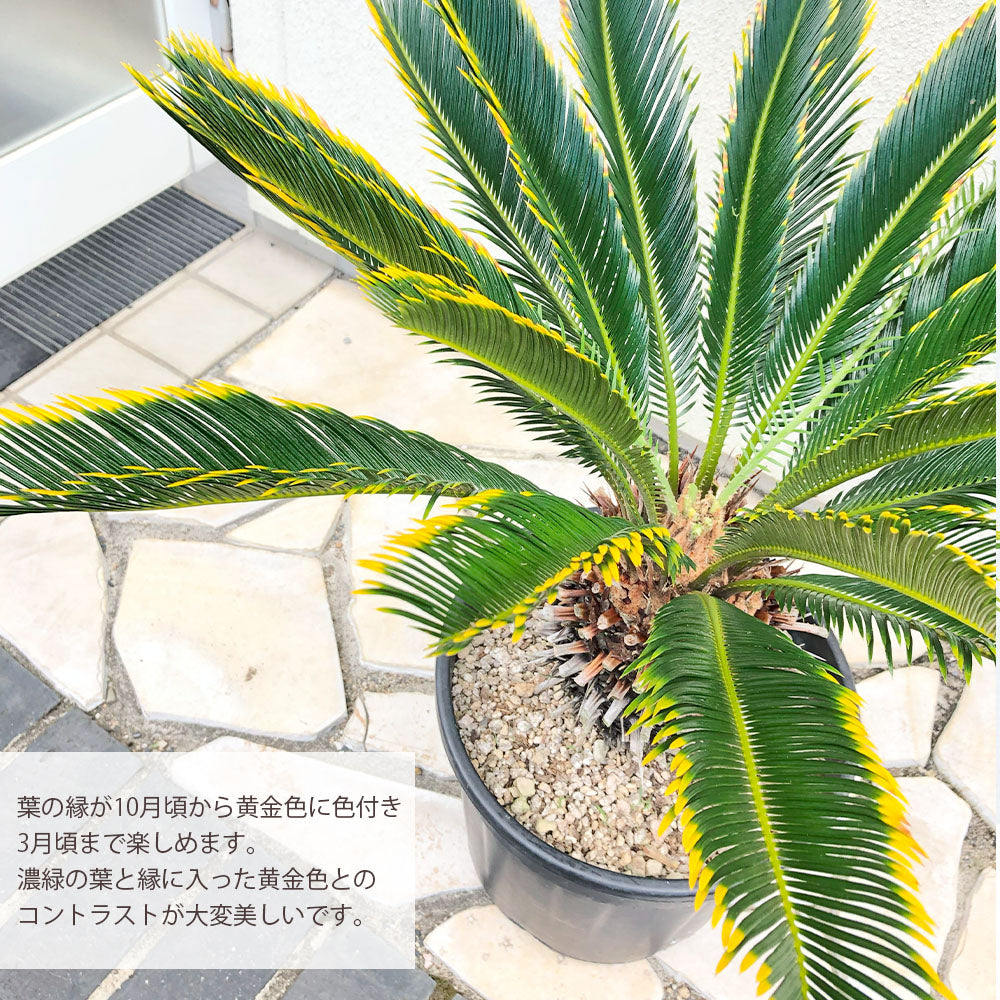 宝石のような観葉植物のお店 【Jewelry Plant】 キンカンソテツ 10号