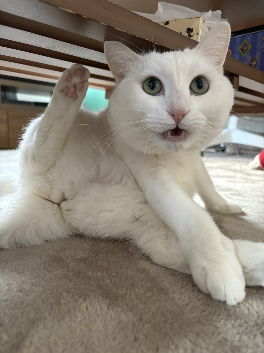 猫がいる生活