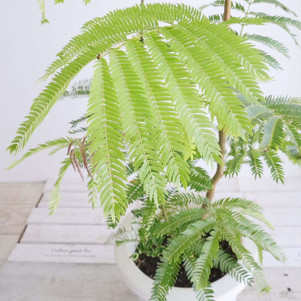 送料無料】【生花/鉢】観葉植物 エバーフレッシュの鉢(7寸鉢)※北海道