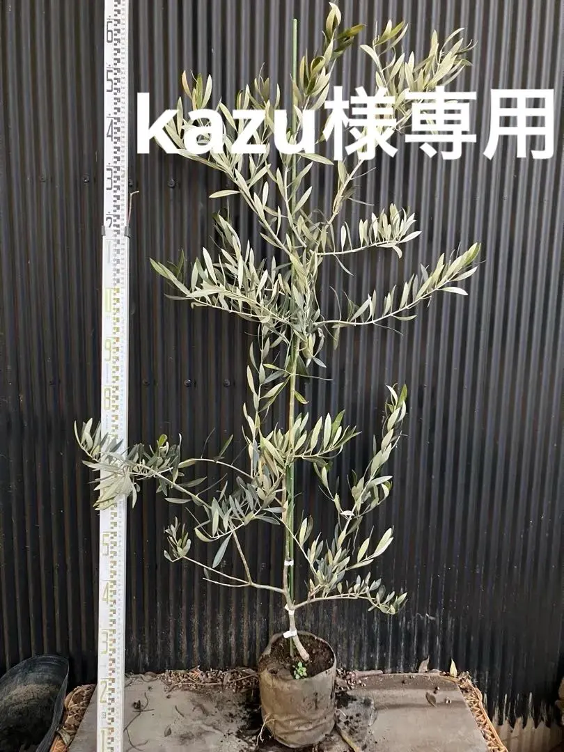2026年最新】オリーブ苗木 カラマタの人気アイテム - メルカリ