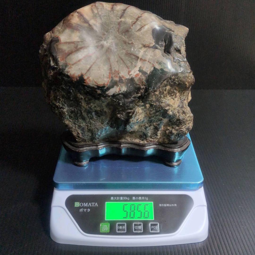 【大型】天然 菊花石 鑑賞石 台座付 22cm 5.8kg 一輪大菊 置物 水石