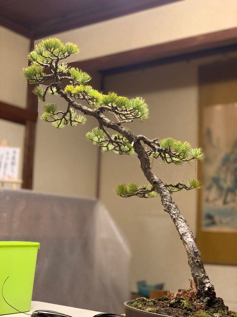 即展示可能　文人那須五葉松　古木（検索/真柏　黒松　赤松　捻転　懸崖　盆栽） 2026年最新】那須五葉松の人気アイテム - メルカリ
