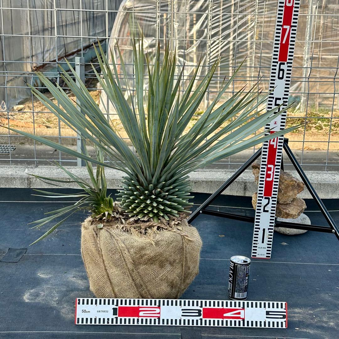 ユッカ ロストラータ（樹高:約67cm）Feb06 ユッカ ロストラータ（樹高:約79cm）oct54 - メルカリ