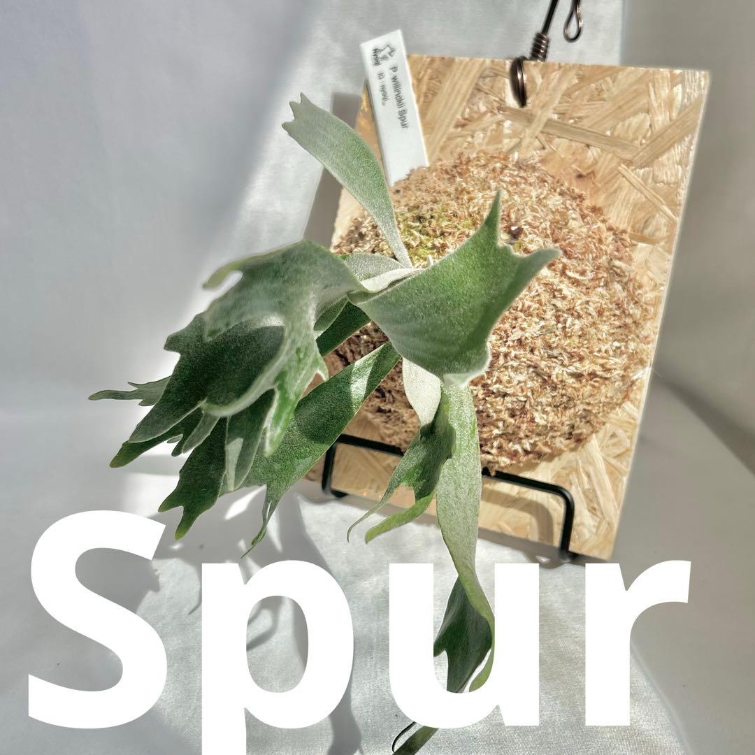 P. Willinckii Spur(TC) 【13】 - メルカリ