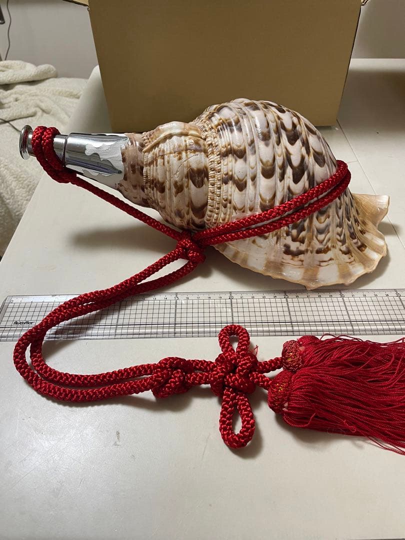 法螺貝①　貝殻　標本 法螺貝 約725g 39cm - Kaiショップ