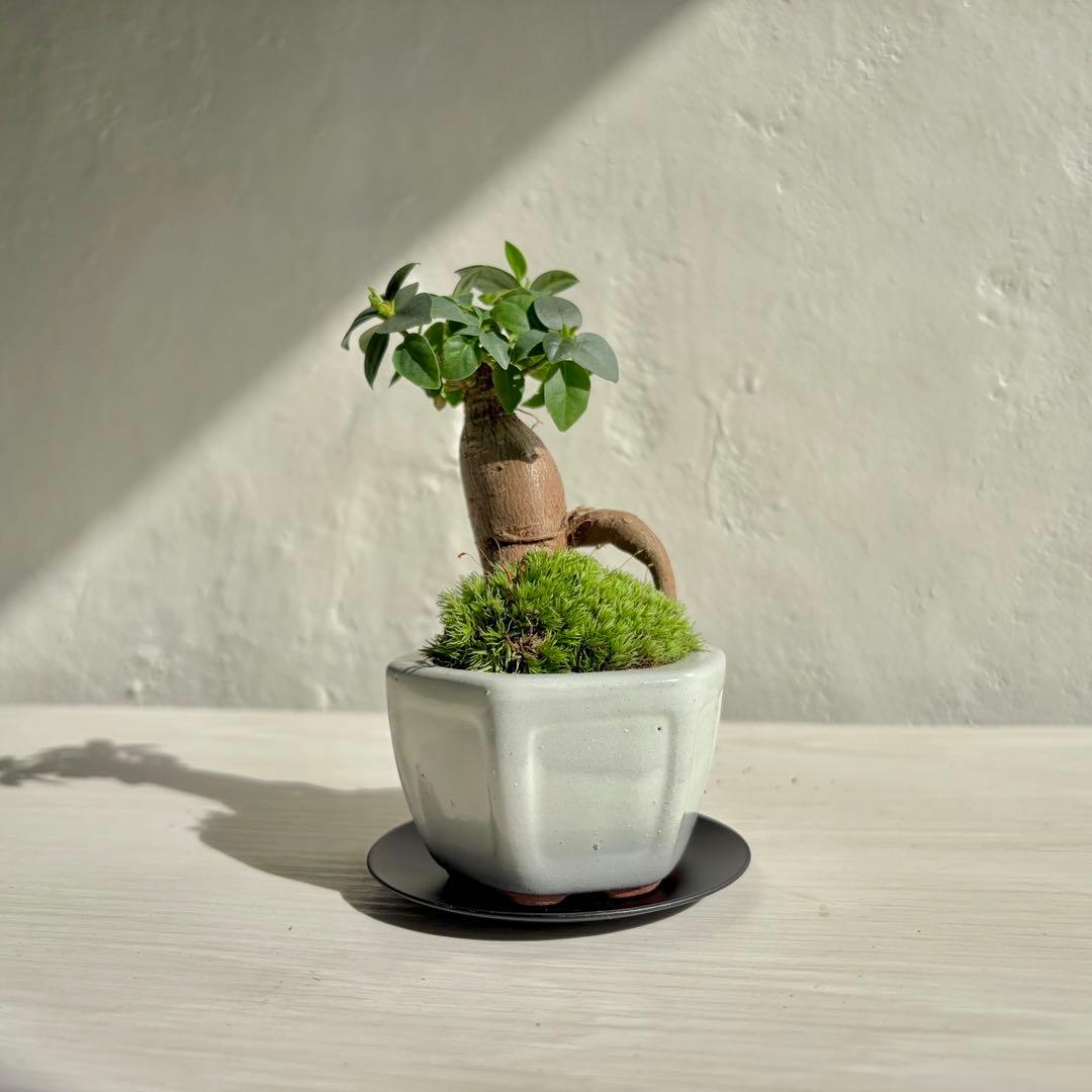 鉢植え】ガジュマルW 盆栽仕様 - メルカリ