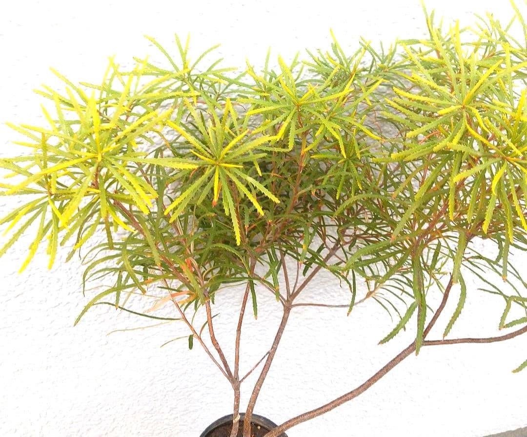 希少 バンクシア【ヘアピン:スピヌロサ】苗 観葉植物 イエローオレンジ