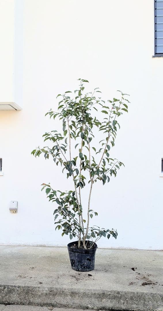 山採り養成。鉢植えソヨゴ。 楽天市場】鉢植え【ソヨゴ】 自然樹形 株立ち 全高H≒210 × 枝張W