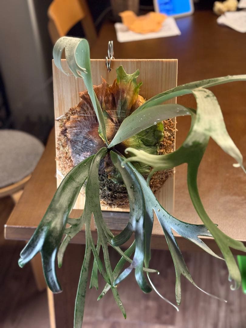P.willinckii cv. Blue Queen 親株サイズ 今日までです P.willinckii blue queen 最近登場回数が極端に多いブルークイーン