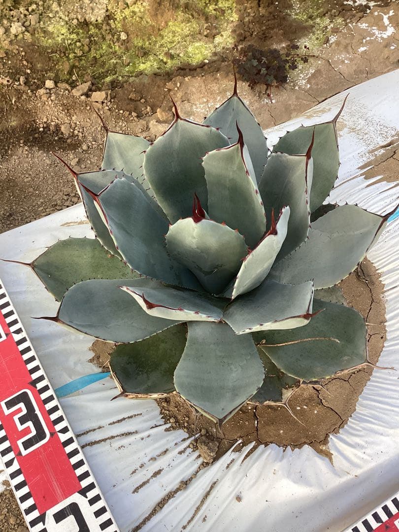 アガベ　トランカータ　実生 アガベ・パリー・トランカータ実生記録①(Agave parryi var. truncata
