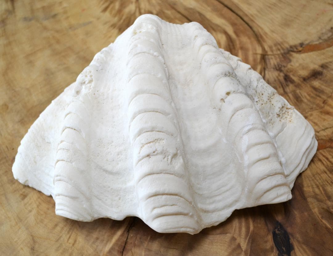 大きめのシャコ貝　シャコガイ　30×21×14cm 3.6kg 八重山