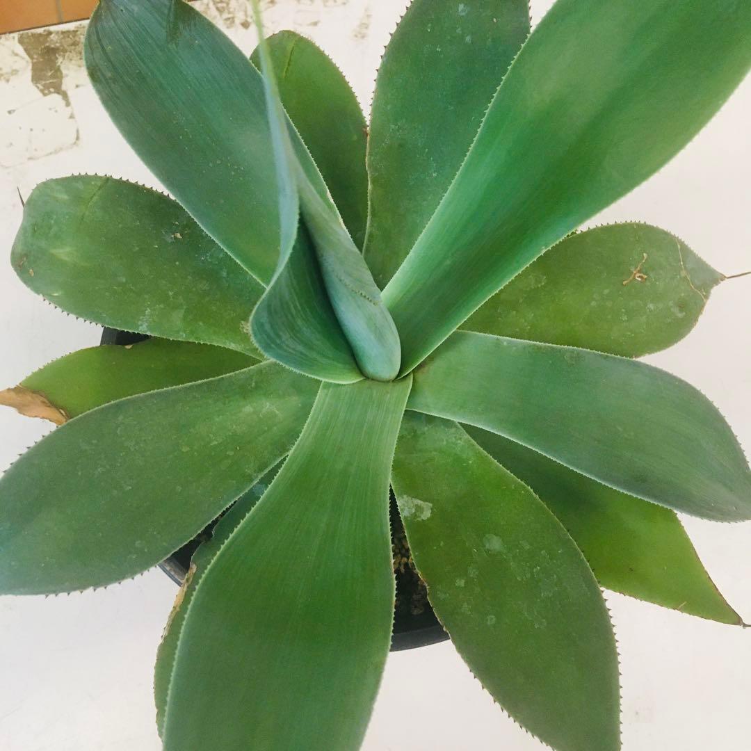 大苗】アガベ トゥルービューティー Agave 'True Beauty'
