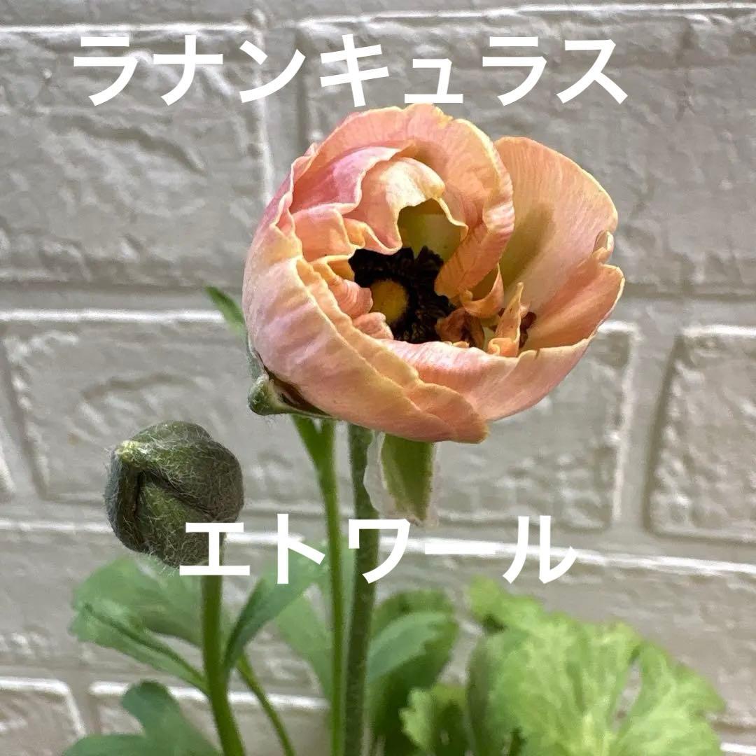 現品】Hレア♡ラナンキュラス♡エトワール♡花苗うえた♡3.5号