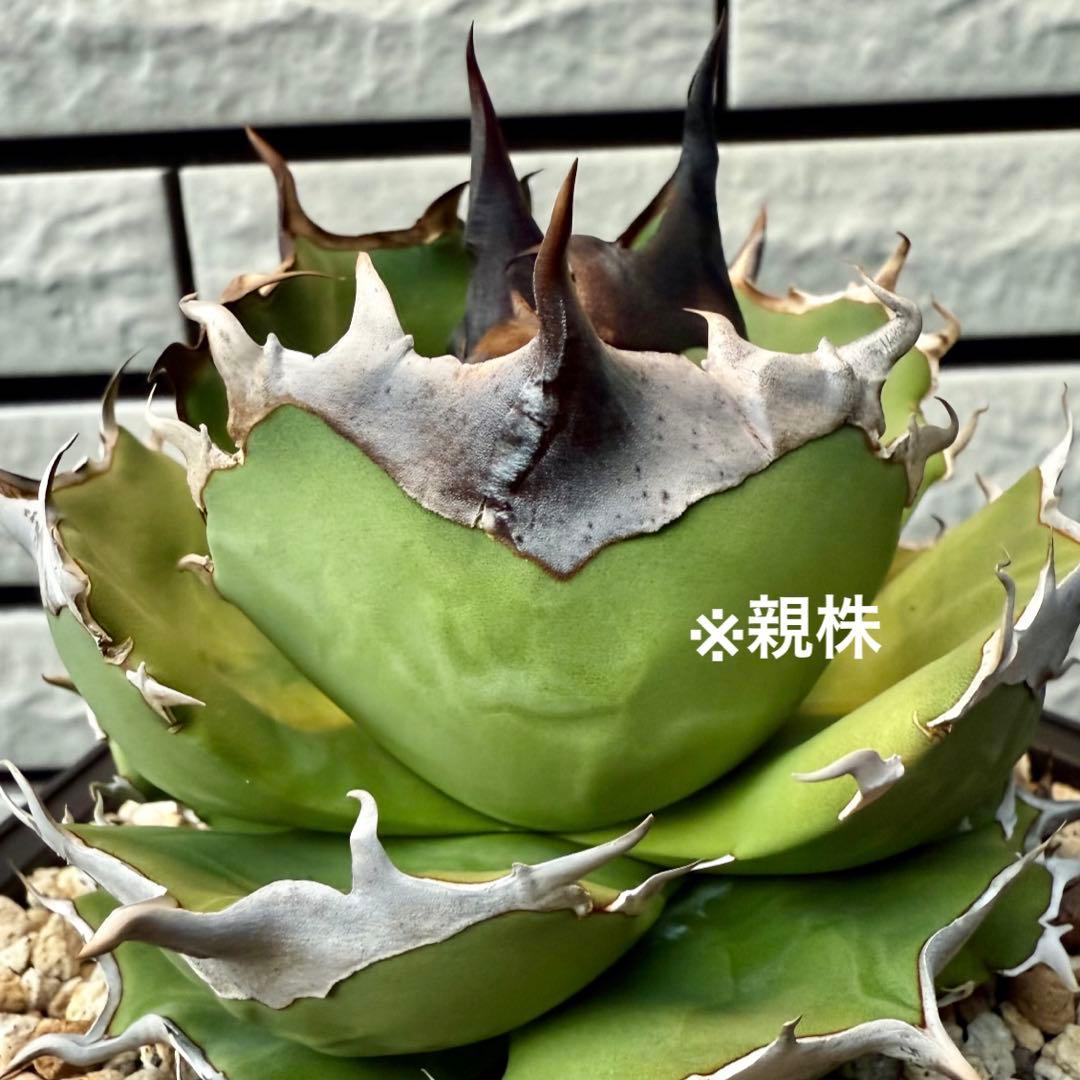 アガベ　チタノタ　dennis040 ② 【限定値下げ】 Yahoo!オークション - Agave titanota アガベ チタノタ Dennis 040 検)