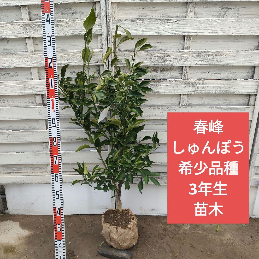 希少品種 春峰 しゅんぽう 3年生 苗木 春峰 しゅんぽう 苗木 1年生 - メルカリ
