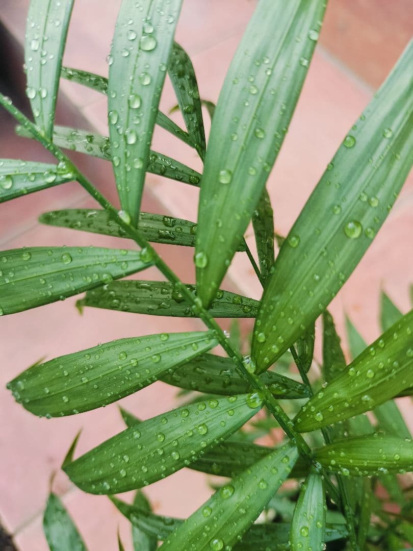 プランター植え 観葉植物 4種類 寄せ植えヤマト便発送 鉢に使用感あり