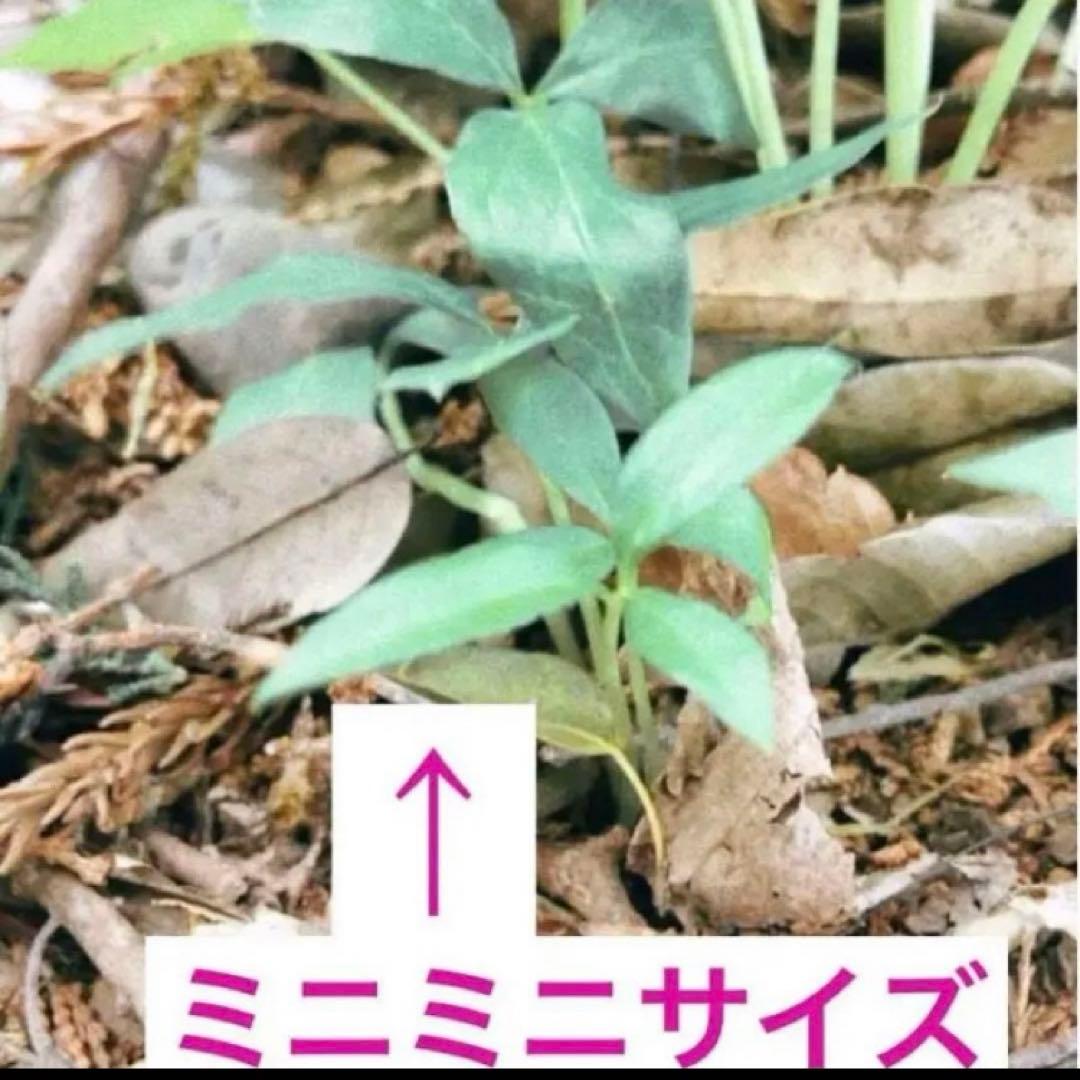 ミニウラシマソウ5.6本　浦島草　苗　 山野草　耐寒性多年草　多年草　天南星 楽天市場】2024年NEW ウラシマ草 ポット苗 多年草 山野草 浦島草