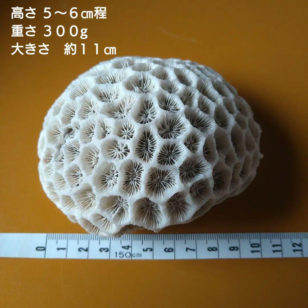 4番 珊瑚礁 サンゴ 白化 置物 - メルカリ