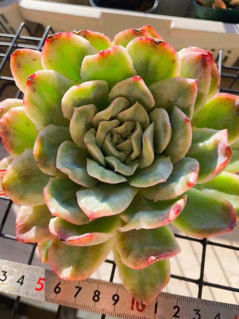 新品種 チュールスカート /Hades 多肉植物 エケベリア 写真1 2状態像