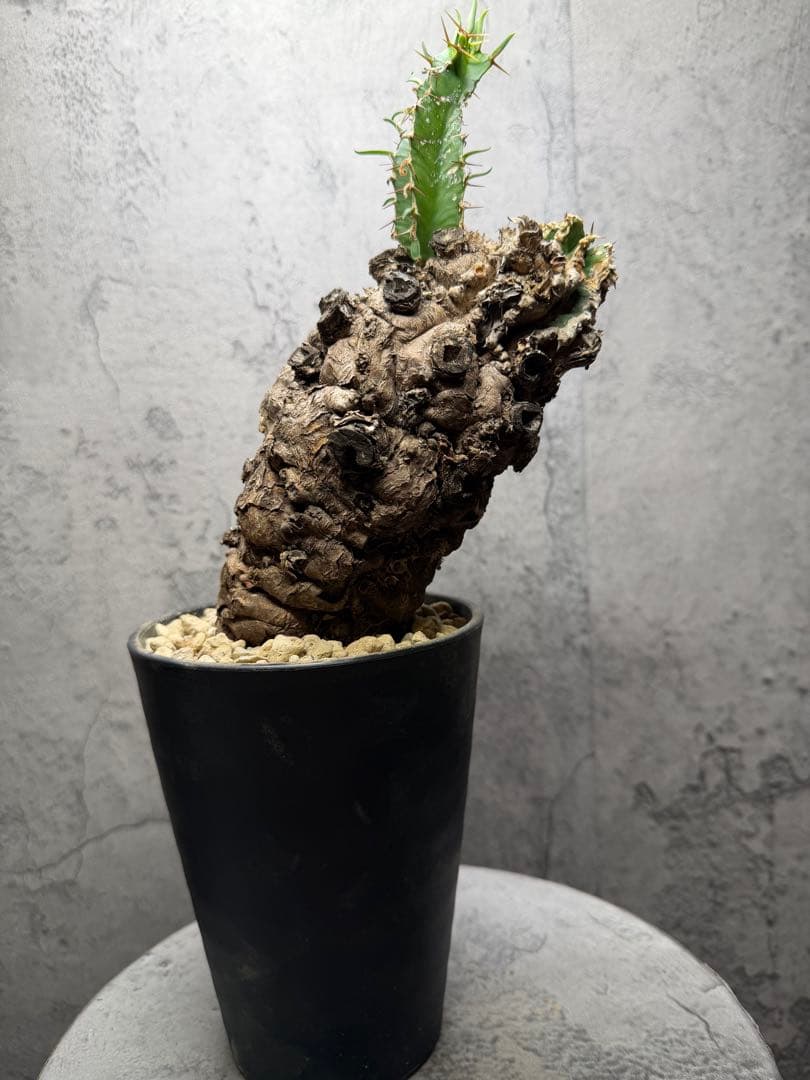 ユーフォルビア　ムランジーナ　発根済み ユーフォルビア ムランジーナ (発根済み) | ソレトナ植物店