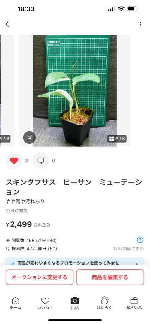 Rie様専用❗️スキンダプサス シルバーナイト クンゾー - メルカリ