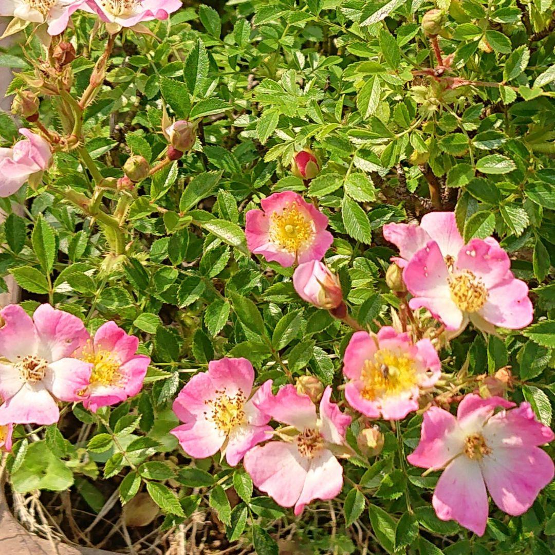 バラ大株 B 野薔薇 ノイバラ ピンク × 白グラデーション小花 抜き苗